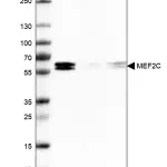 Merck Monoclonal Anti-MEF2C antibody produced in mouse