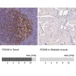 Merck Monoclonal Anti-ITGAM antibody produced in mouse