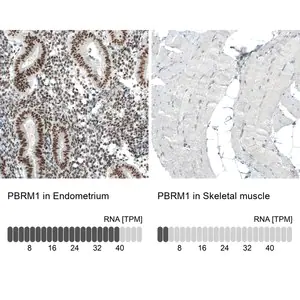 Merck Monoclonal Anti-PBRM1 antibody produced in mouse