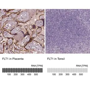 Merck Monoclonal Anti-FLT1 antibody produced in mouse