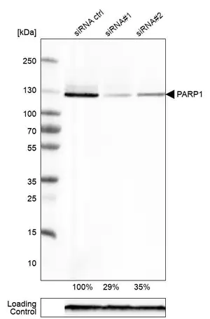 Merck Monoclonal Anti-PARP1 antibody produced in mouse