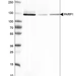 Merck Monoclonal Anti-PARP1 antibody produced in mouse