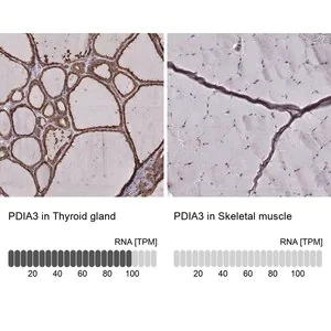 Merck Monoclonal Anti-PDIA3 antibody produced in mouse