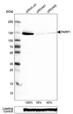 Merck Monoclonal Anti-PARP1