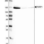 Merck Monoclonal Anti-PARP1