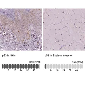 Merck Monoclonal Anti-p53 antibody produced in mouse