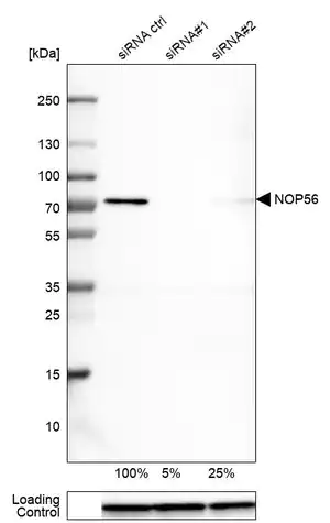 Merck Monoclonal Anti-NOP56 antibody produced in mouse