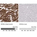 Merck Monoclonal Anti-MYH6 antibody produced in mouse