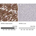 Merck Monoclonal Anti-MYH6 antibody produced in mouse