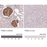 Merck Monoclonal Anti-PODXL antibody produced in mouse