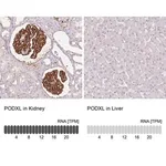 Merck Monoclonal Anti-PODXL antibody produced in mouse
