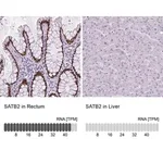 Merck Monoclonal Anti-SATB2 antibody produced in mouse
