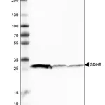 Merck Monoclonal Anti-SDHB antibody produced in mouse