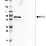 Merck Monoclonal Anti-RUNX2 antibody produced in mouse