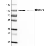 Merck Monoclonal Anti-STAT3 antibody produced in mouse