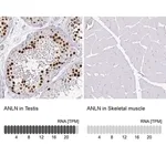 Merck Monoclonal Anti-ANLN antibody produced in mouse
