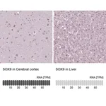 Merck Monoclonal Anti-SOX9 antibody produced in mouse