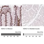 Merck Monoclonal Anti-HDAC1 antibody produced in mouse