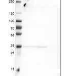 Merck Monoclonal Anti-ATRX antibody produced in mouse