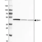 Merck Monoclonal Anti-IDH1 antibody produced in mouse