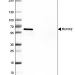 Merck Monoclonal Anti-RUNX2 antibody produced in mouse