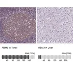 Merck Monoclonal Anti-RBM3 antibody produced in mouse