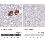 Merck Monoclonal Anti-PODXL antibody produced in mouse