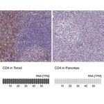 Merck Monoclonal Anti-CD4 antibody produced in mouse