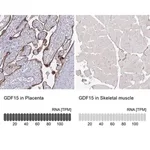 Merck Monoclonal Anti-GDF15 antibody produced in mouse