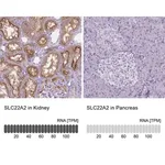 Merck Monoclonal Anti-SLC22A2 antibody produced in mouse