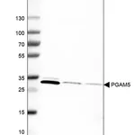Merck Monoclonal Anti-PGAM5 antibody produced in mouse