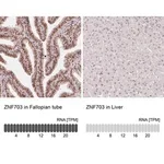 Merck Monoclonal Anti-ZNF703 antibody produced in mouse
