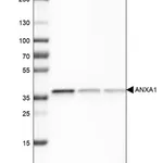 Merck Monoclonal Anti-ANXA1 antibody produced in mouse