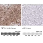 Merck Monoclonal Anti-AQP4 antibody produced in mouse