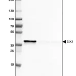 Merck Monoclonal Anti-SIX1 antibody produced in mouse