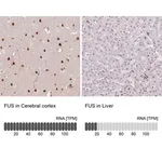 Merck Monoclonal Anti-FUS antibody produced in mouse