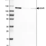 Merck Monoclonal Anti-ADAR antibody produced in mouse