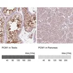 Merck Monoclonal Anti-PCM1 antibody produced in mouse