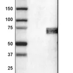 Merck Monoclonal Anti-SOX11 antibody produced in mouse