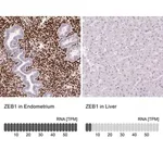 Merck Monoclonal Anti-ZEB1 antibody produced in mouse