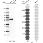 Merck Monoclonal Anti-VIM antibody produced in mouse