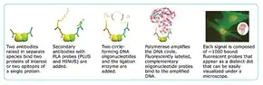 Merck Duolink In Situ Mounting Medium with DAPI