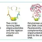 Merck Duolink In Situ Mounting Medium with DAPI