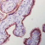Merck Duolink In Situ Detection Reagents Brightfield