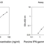Merck Porcine IFN γ ELISA Kit