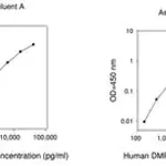 Merck Human DMP1 / Dentin Matrix Acidic Phosphoprotein 1 ELISA Kit