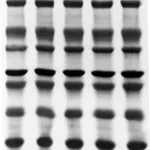 Merck Immobilon-PSQ PVDF Membrane