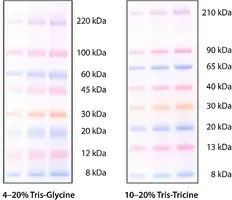 Merck ColorBurst Electrophoresis Marker