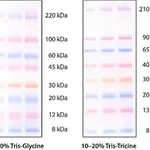 Merck ColorBurst Electrophoresis Marker