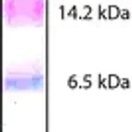 Merck Color Marker Ultra-low Range (M.W. 1,060-26,600)